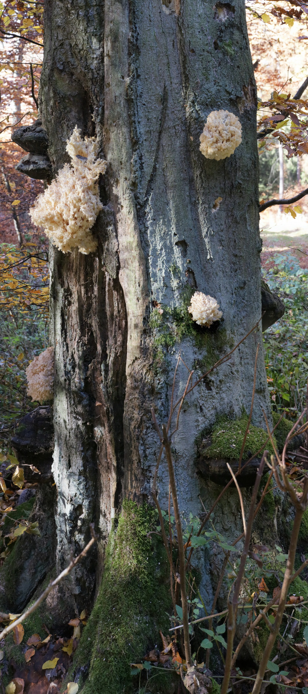 [Group 2]-IMG-2015-11-02-00008739_IMG-2015-11-02-00008764-26a images_Bildgr��e �ndern