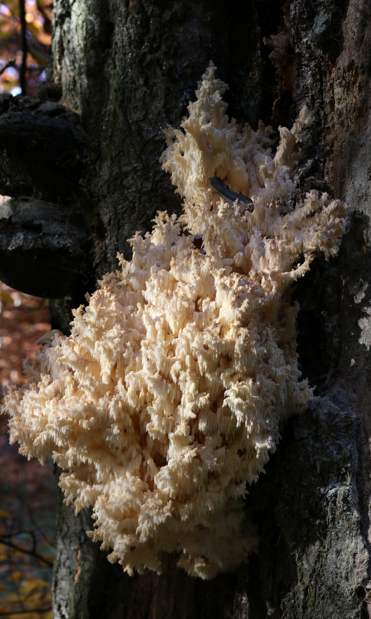 [Group 2]-IMG-2015-11-02-00008765_IMG-2015-11-02-00008773-9 images_Bildgr��e �ndern