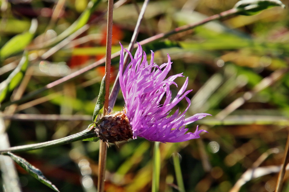 IMG-2015-11-02-00008729p_Bildgr��e �ndern