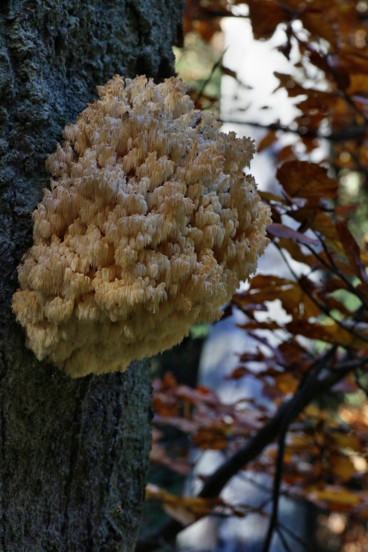 IMG-2015-11-02-00008774p_Bildgr��e �ndern