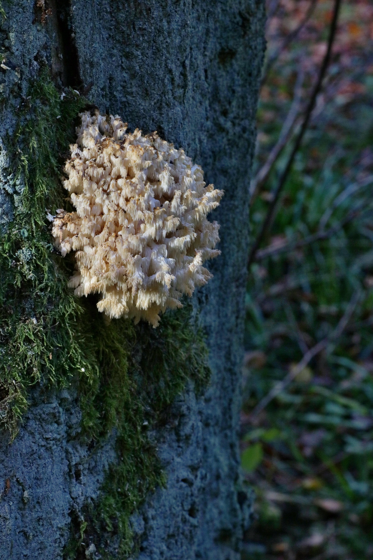 IMG-2015-11-02-00008775p_Bildgr��e �ndern