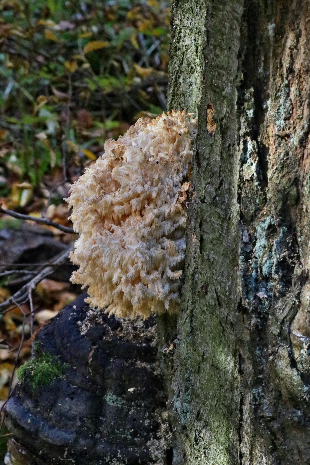 IMG-2015-11-02-00008776p_Bildgr��e �ndern