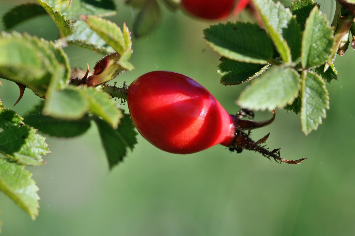 IMG-2015-09-28-00008312p_Bildgr��e �ndern