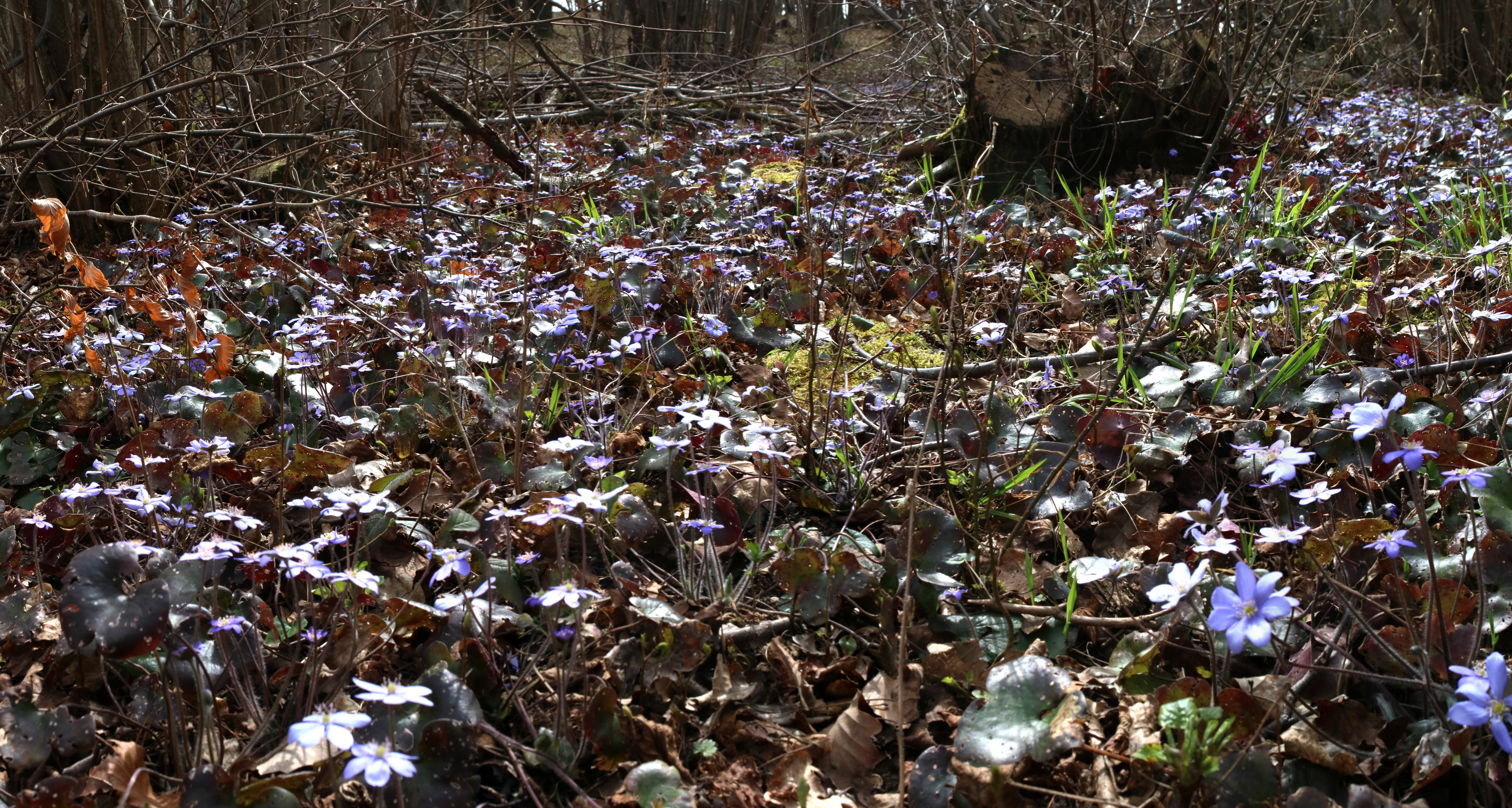 [Group 1]-IMG-2016-04-03-00011417_IMG-2016-04-03-00011422-4 images_Bildgr��e �ndern