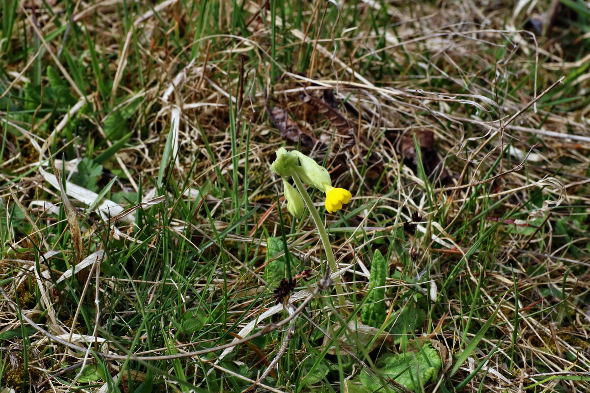 IMG-2016-04-03-00011380p_Bildgr��e �ndern