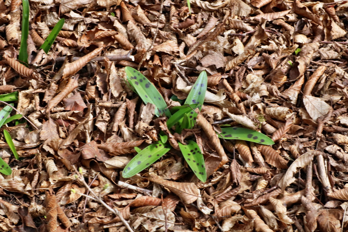 IMG-2016-04-03-00011496p_Bildgr��e �ndern