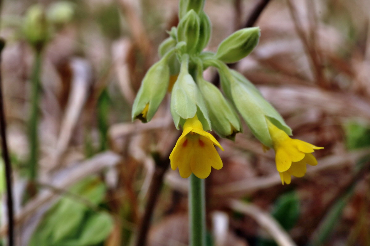 IMG-2016-04-03-00011536p_Bildgr��e �ndern