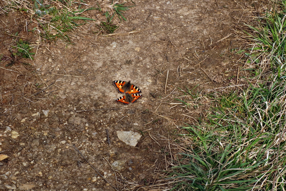 IMG-2016-04-03-00011603p_Bildgr��e �ndern