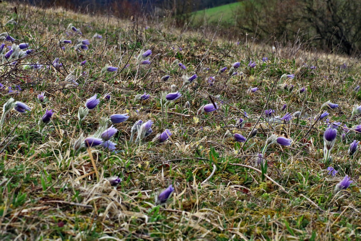 IMG-2016-04-05-00011661p_Bildgr��e �ndern