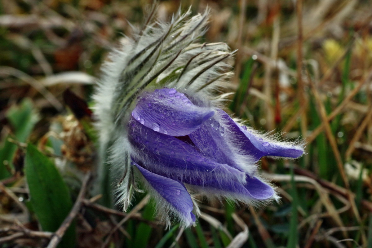 IMG-2016-04-05-00011668p_Bildgr��e �ndern