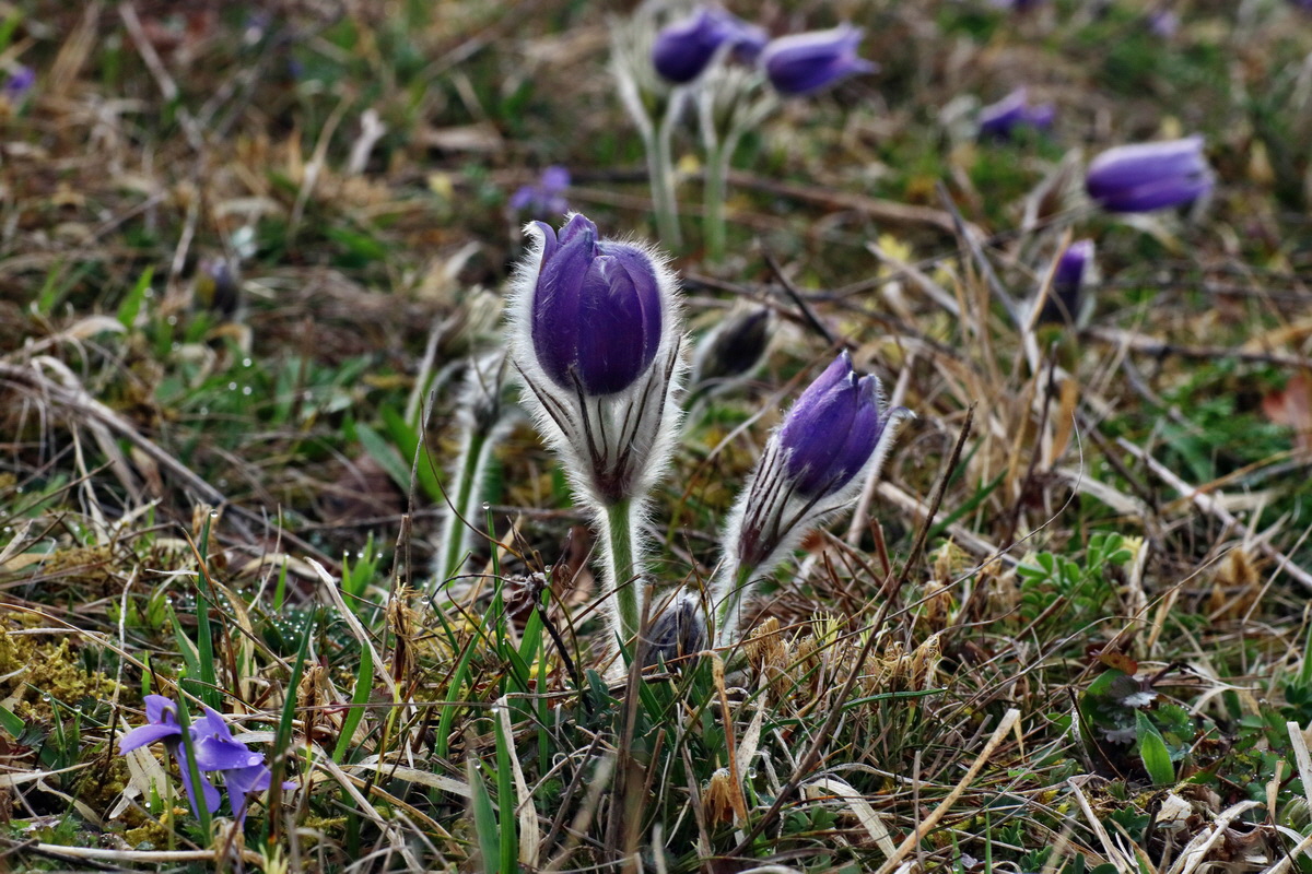 IMG-2016-04-05-00011672p_Bildgr��e �ndern