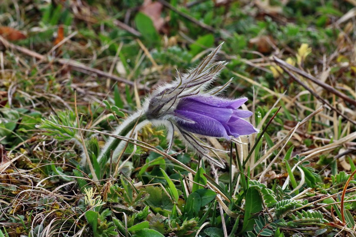 IMG-2016-04-05-00011681p_Bildgr��e �ndern