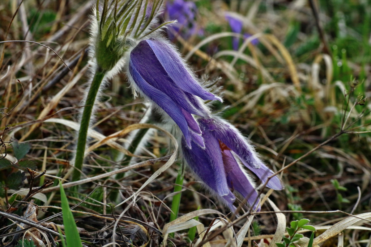 IMG-2016-04-05-00011685p_Bildgr��e �ndern