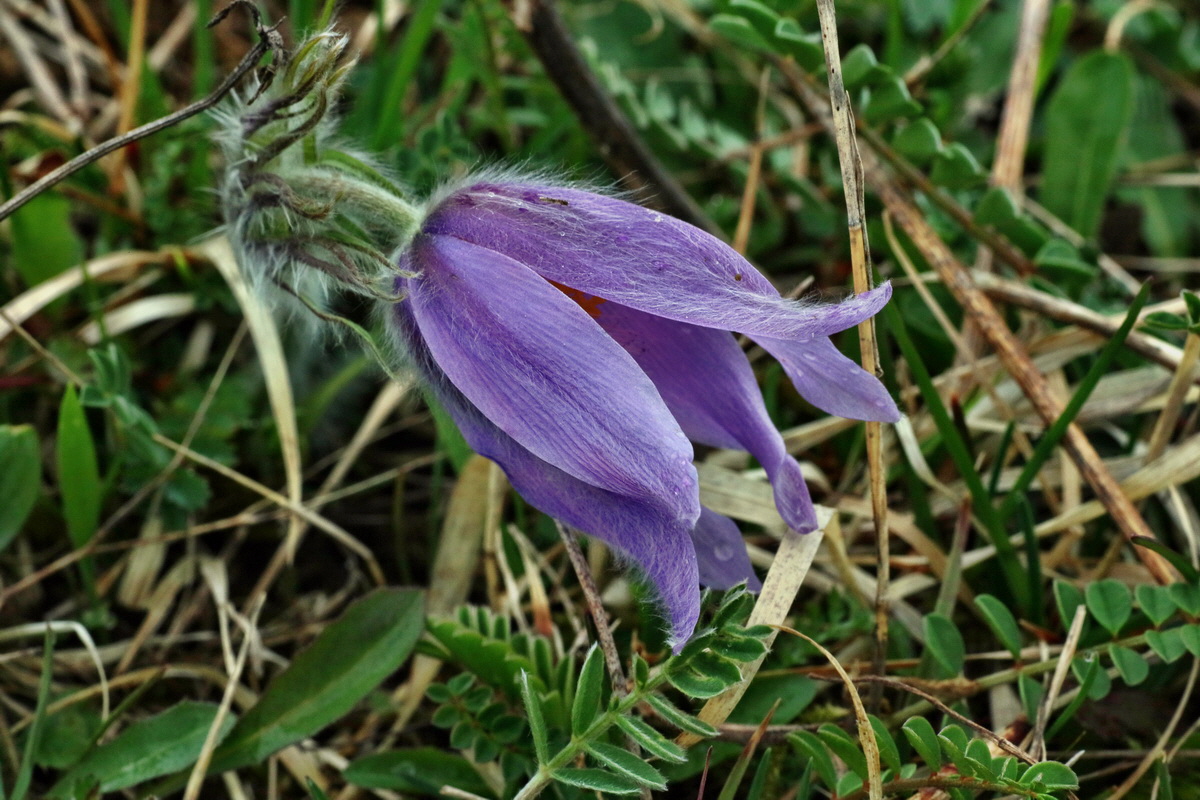 IMG-2016-04-05-00011717p_Bildgr��e �ndern