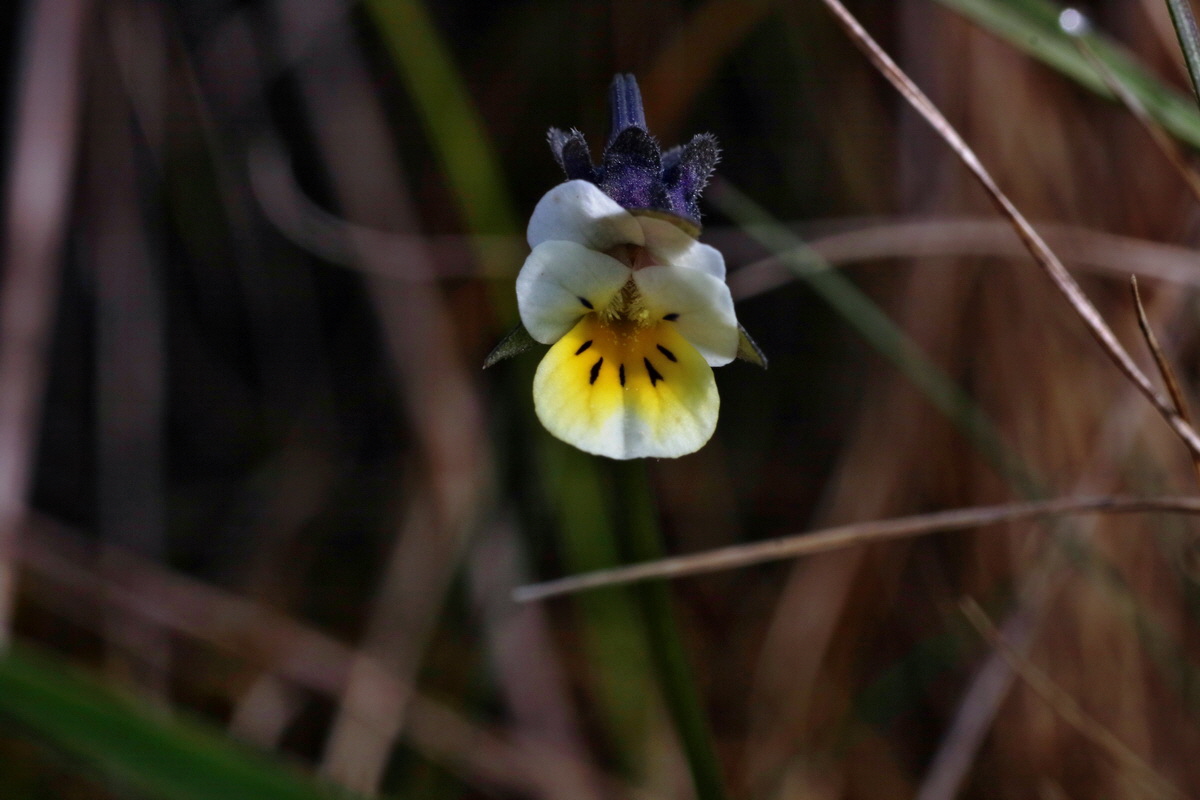 IMG-2016-04-05-00011735p_Bildgr��e �ndern