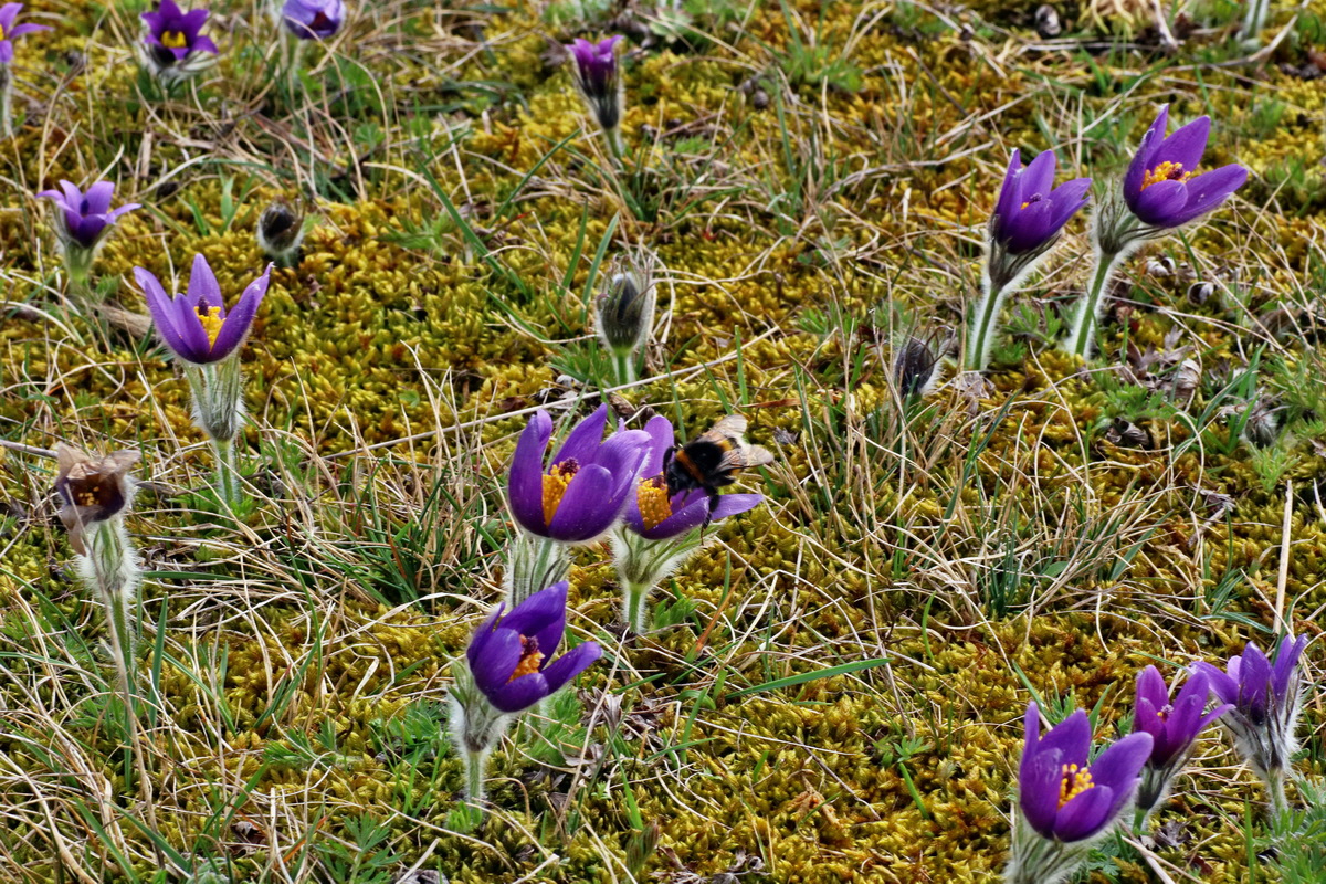 IMG-2016-04-05-00011773p_Bildgr��e �ndern