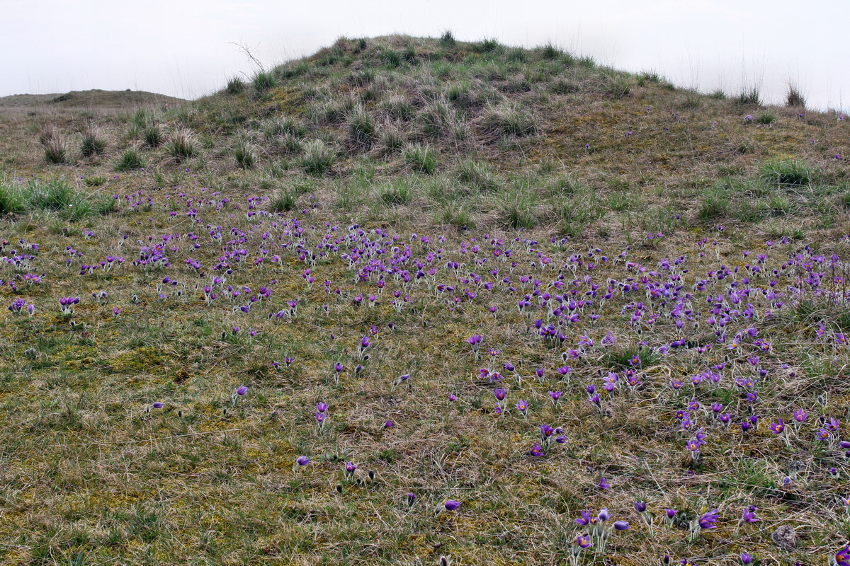 IMG-2016-04-05-00011810p_Bildgr��e �ndern