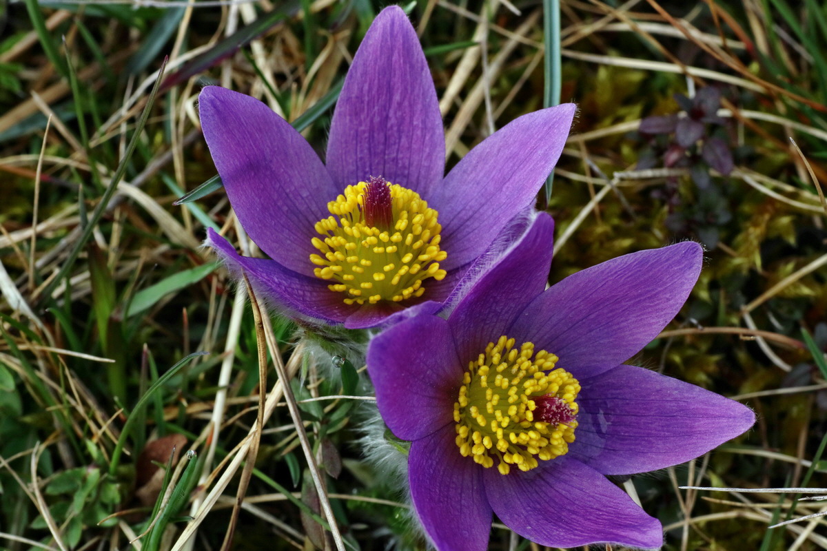 IMG-2016-04-05-00011826p_Bildgr��e �ndern