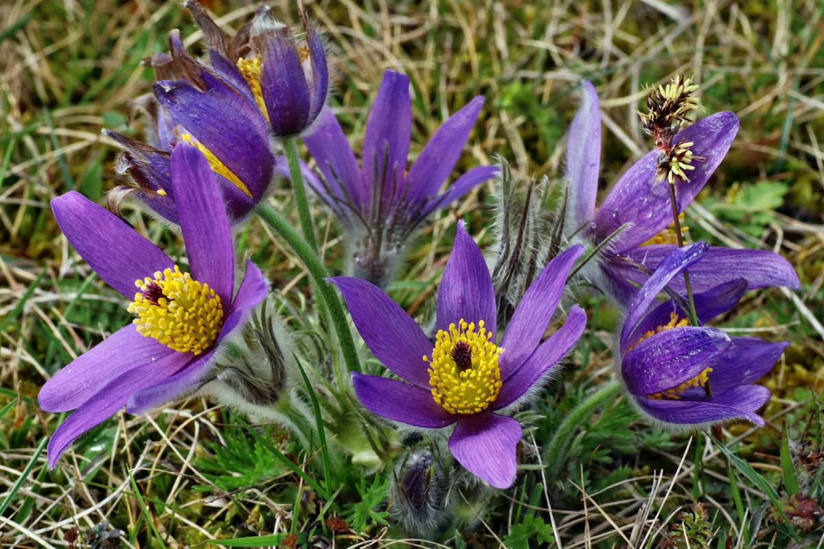 IMG-2016-04-05-00011849p_Bildgr��e �ndern