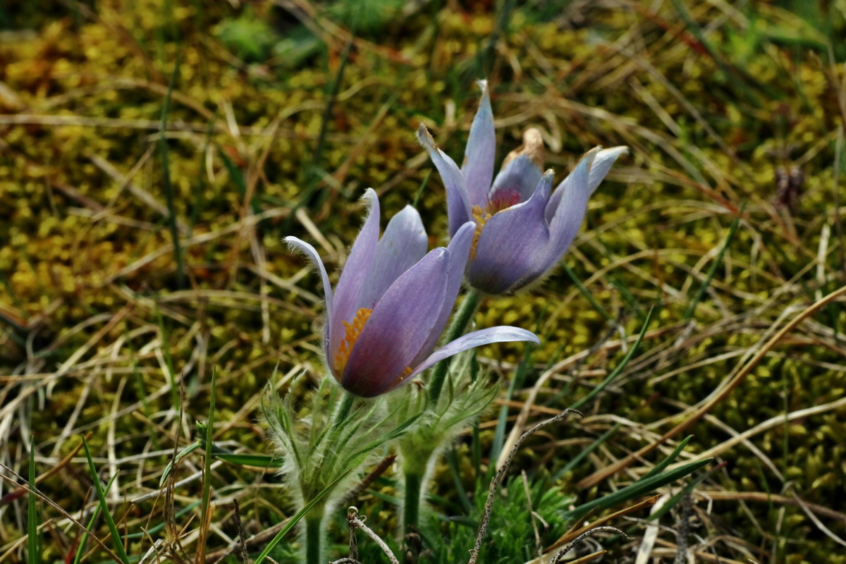 IMG-2016-04-05-00011865p_Bildgr��e �ndern