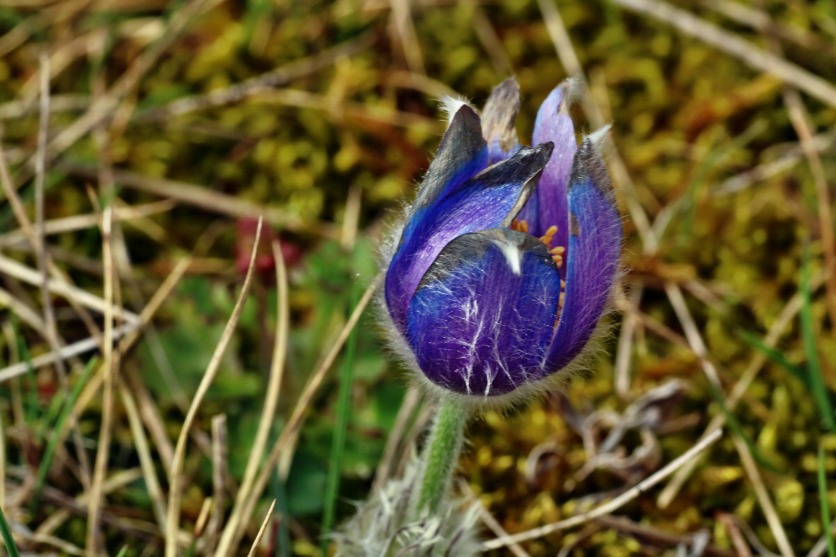 IMG-2016-04-05-00011871p_Bildgr��e �ndern