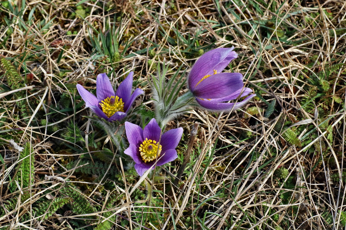 IMG-2016-04-05-00011922p_Bildgr��e �ndern