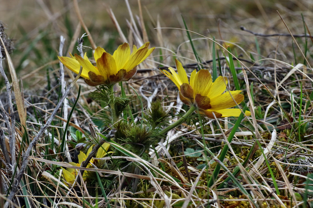 IMG-2016-04-05-00011951p_Bildgr��e �ndern