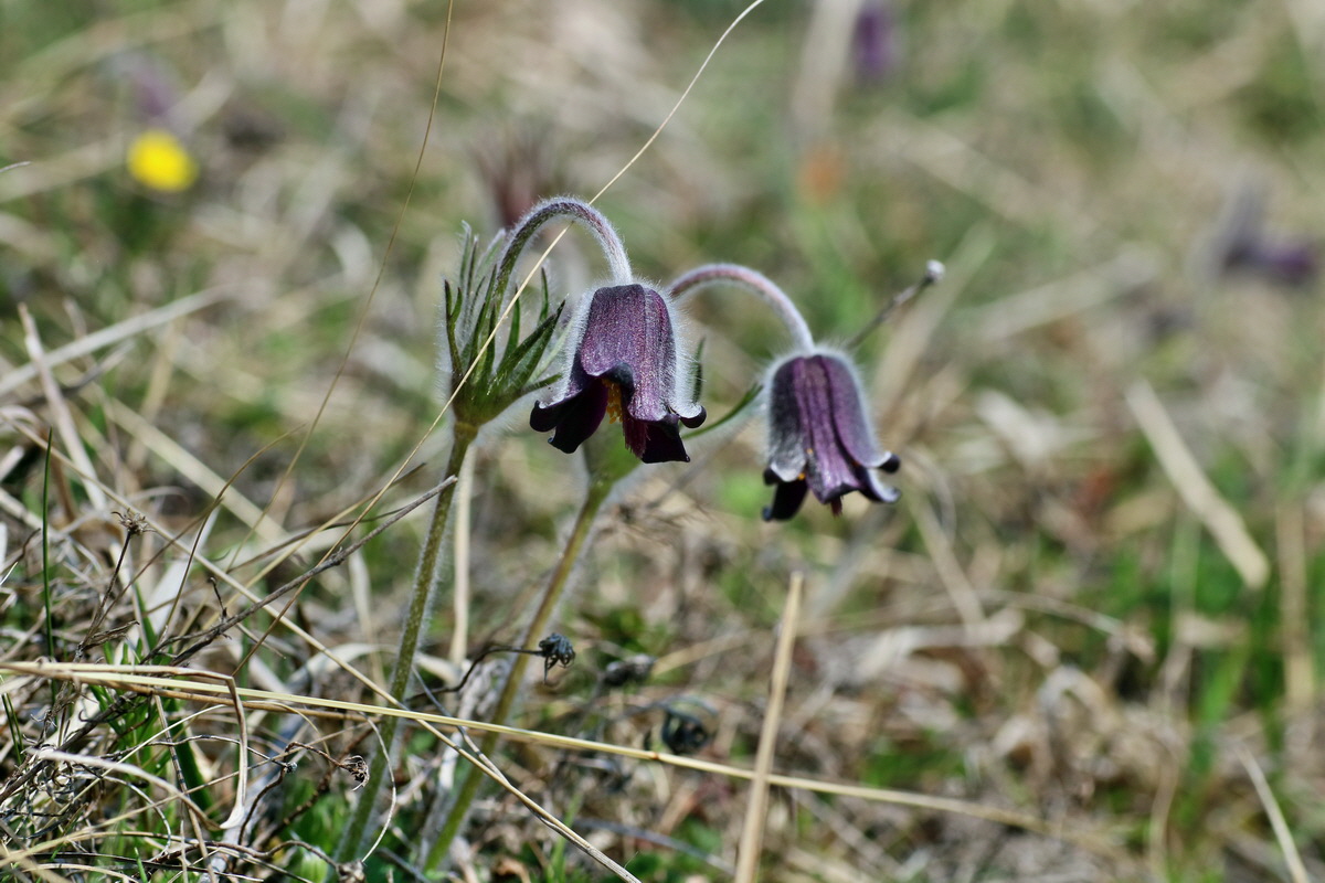 IMG-2016-04-10-00012010p_Bildgr��e �ndern