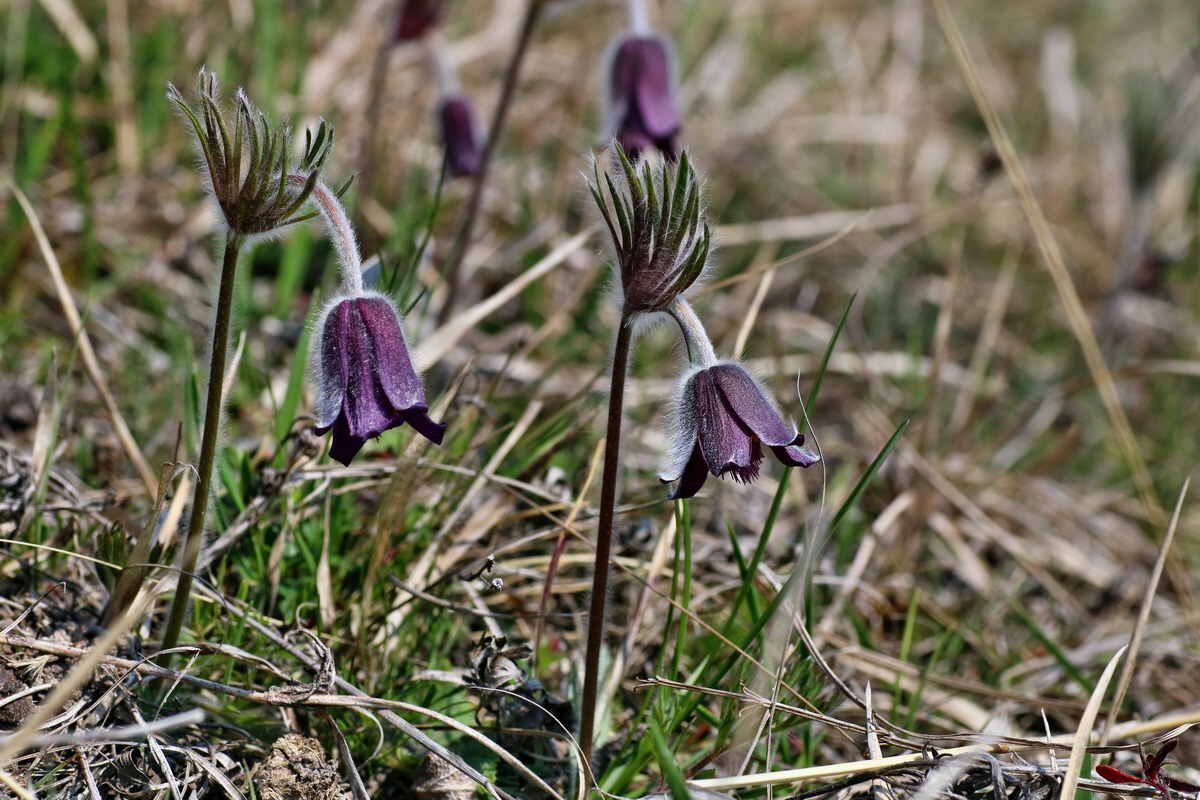 IMG-2016-04-10-00012013p_Bildgr��e �ndern