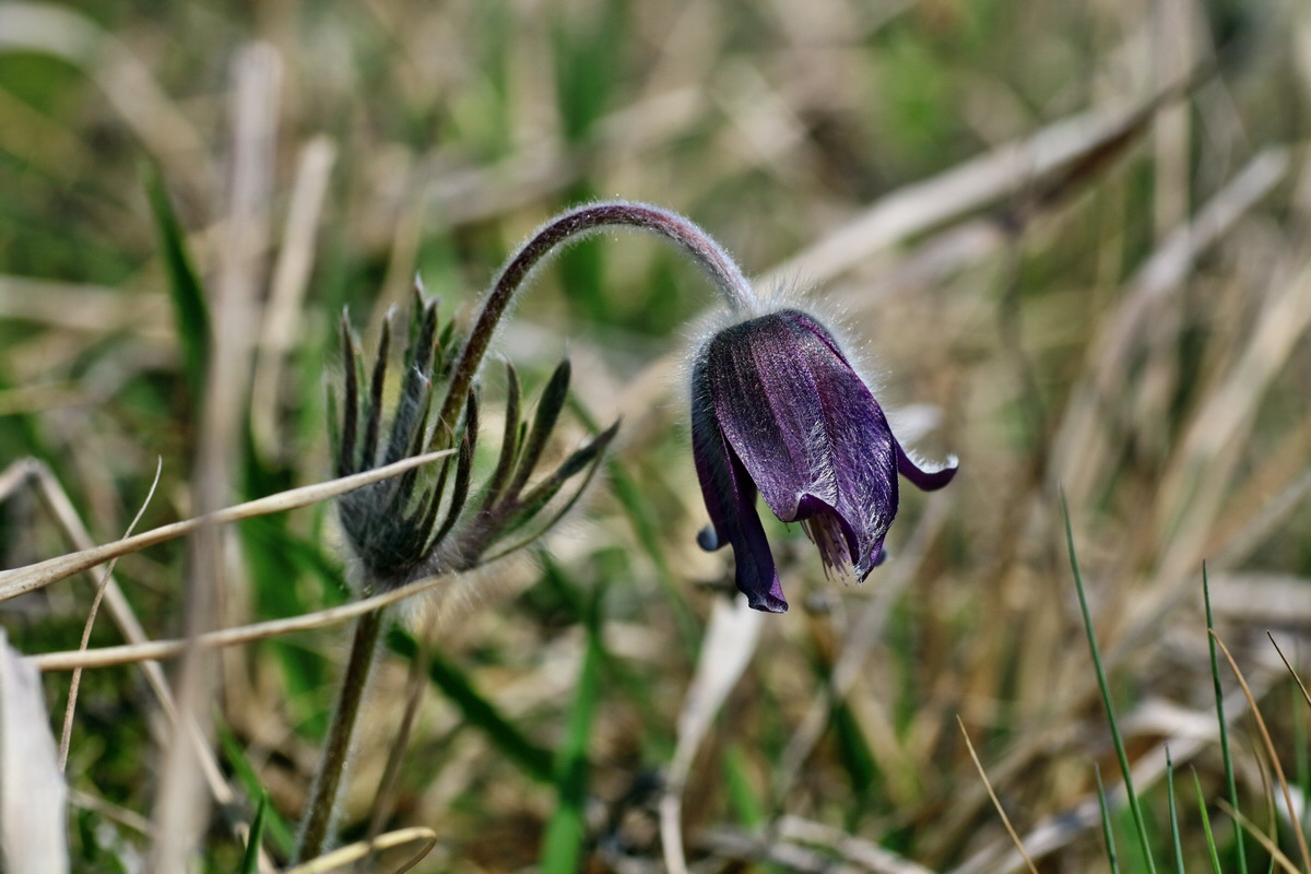 IMG-2016-04-10-00012016p_Bildgr��e �ndern