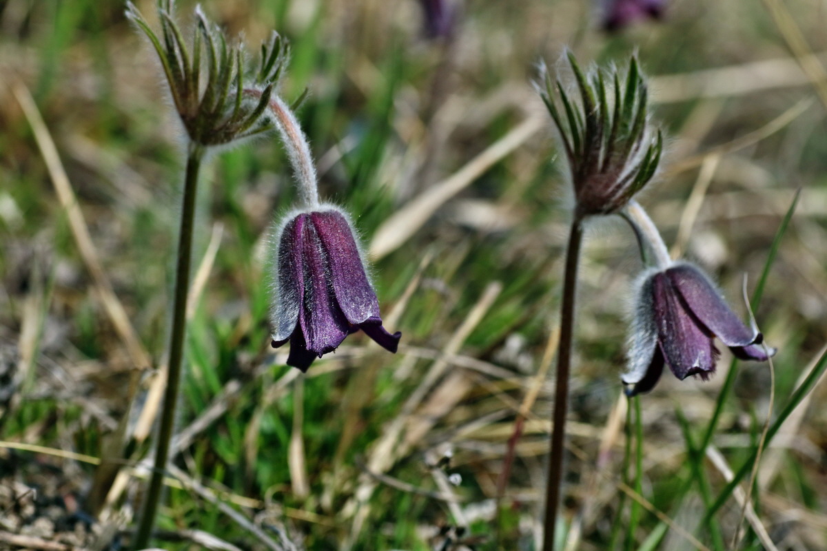 IMG-2016-04-10-00012023p_Bildgr��e �ndern