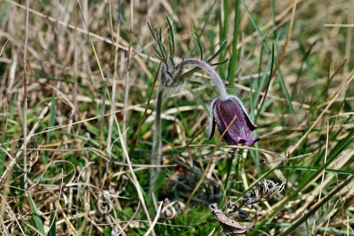 IMG-2016-04-10-00012039p_Bildgr��e �ndern