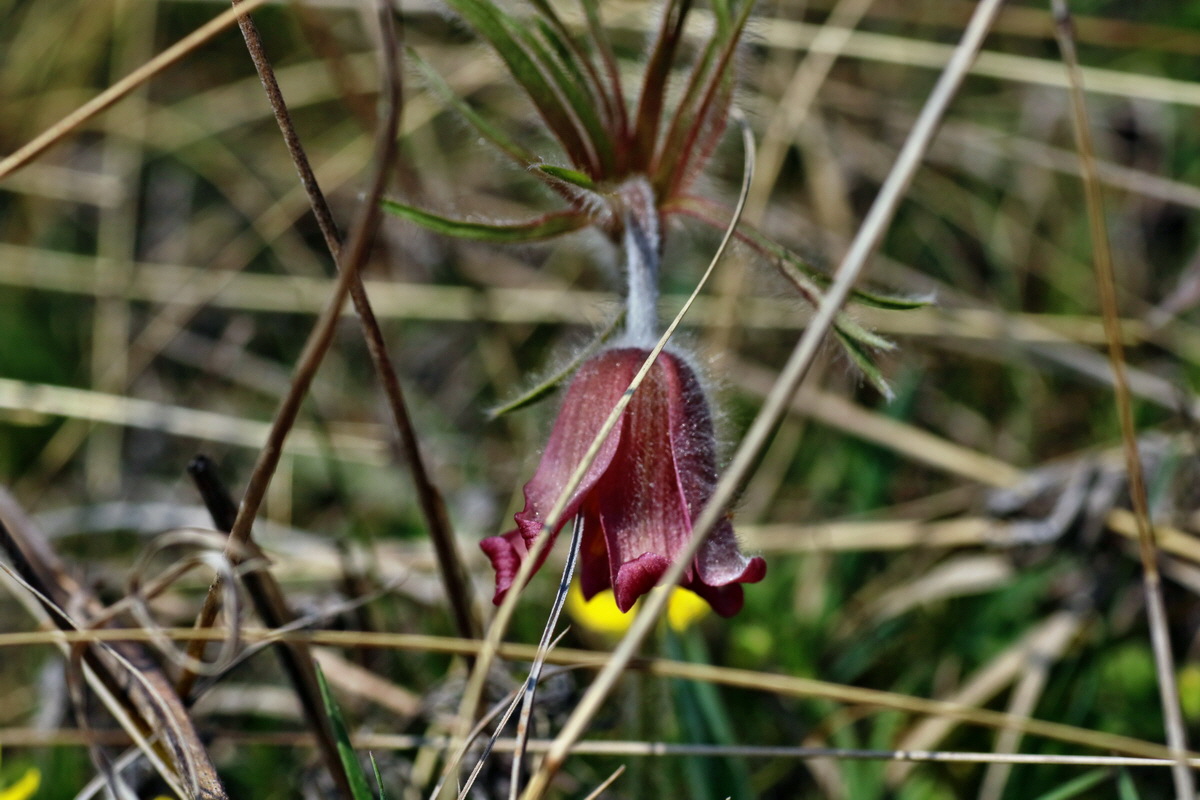 IMG-2016-04-10-00012042p_Bildgr��e �ndern