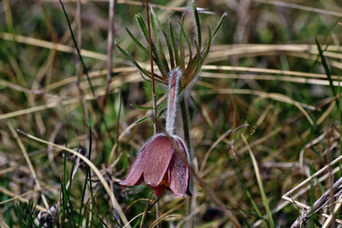 IMG-2016-04-10-00012043p_Bildgr��e �ndern