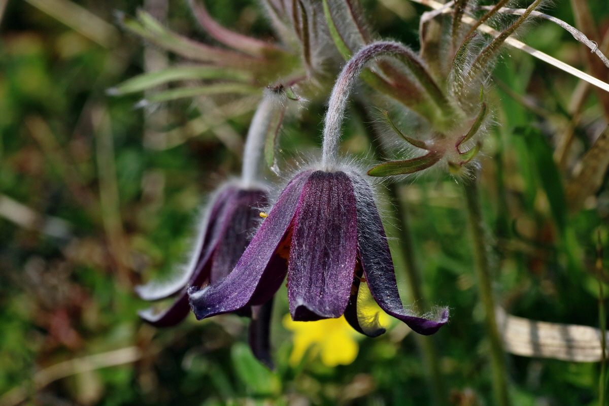 IMG-2016-04-10-00012050p_Bildgr��e �ndern