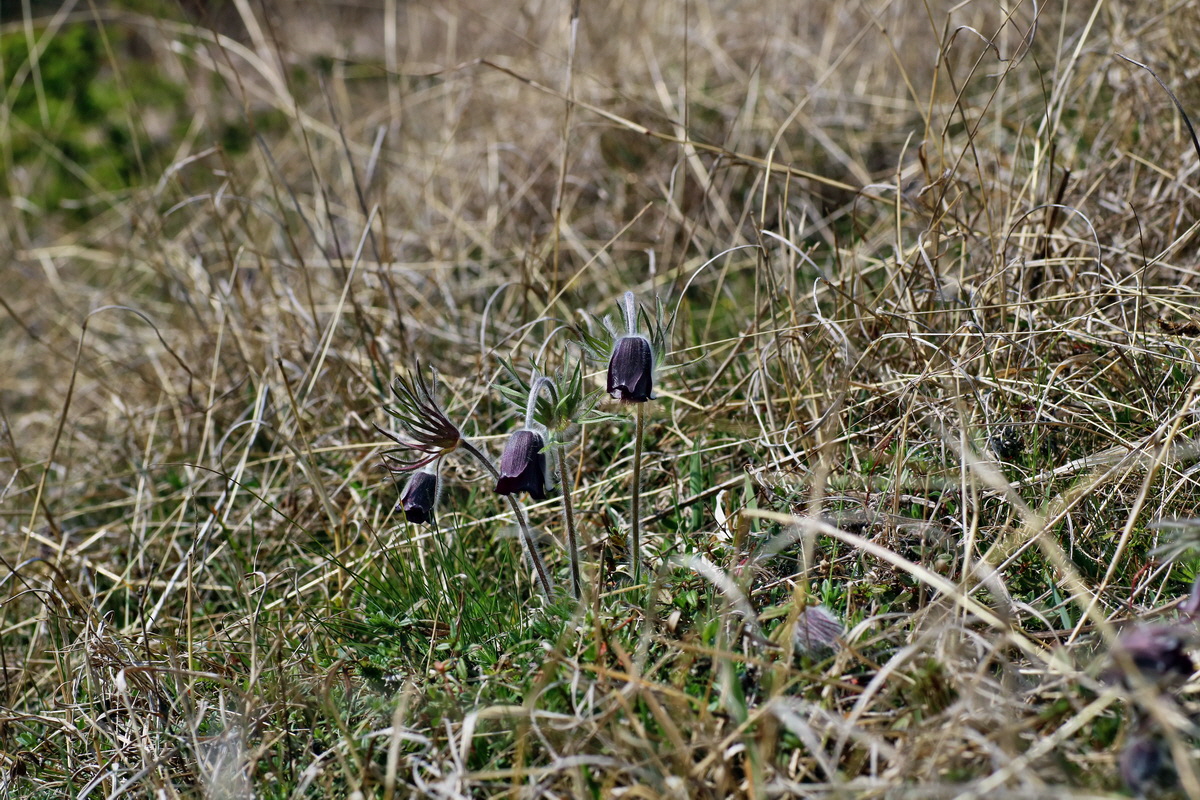 IMG-2016-04-10-00012053p_Bildgr��e �ndern