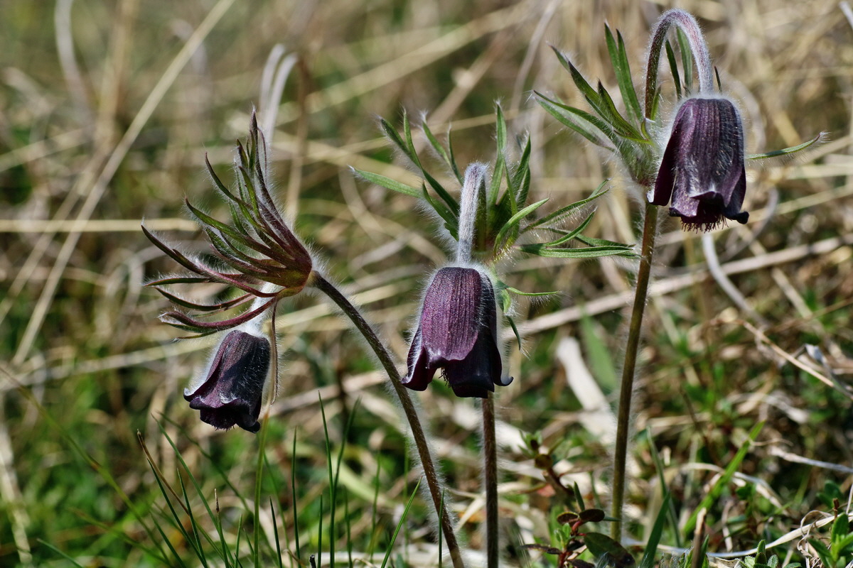 IMG-2016-04-10-00012058p_Bildgr��e �ndern