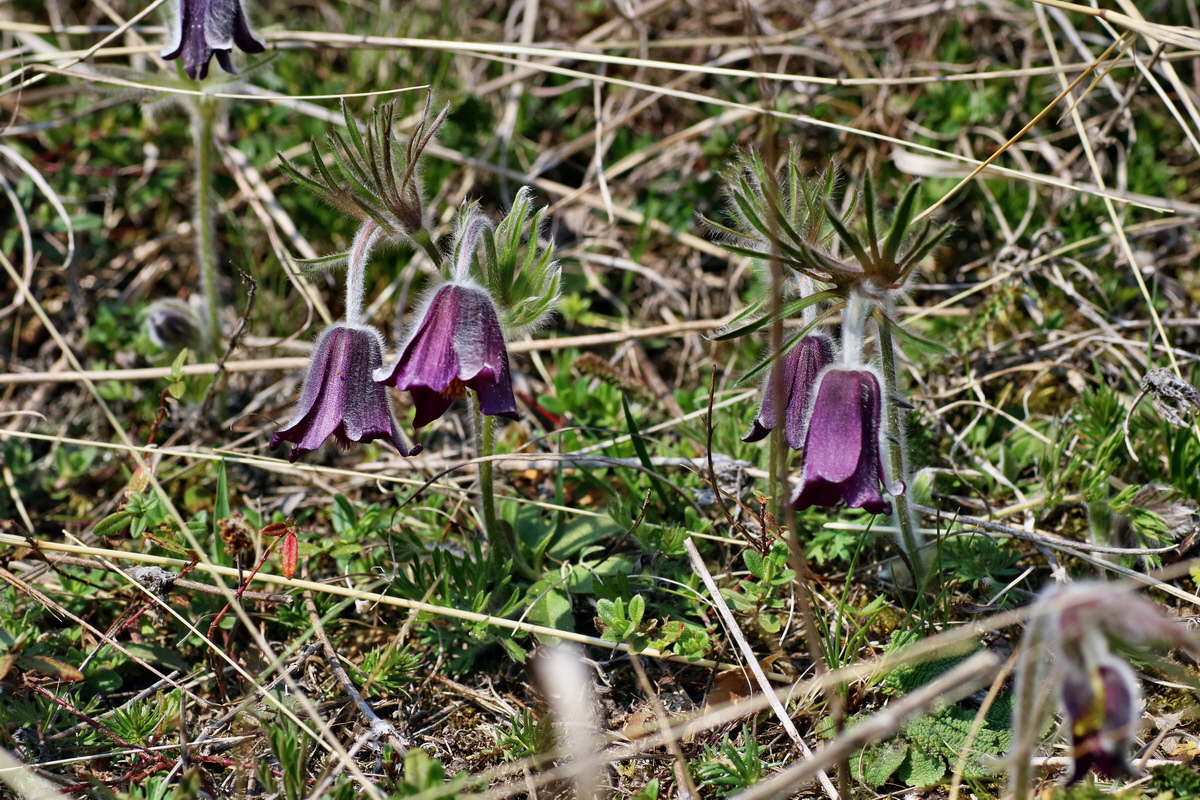 IMG-2016-04-10-00012062p_Bildgr��e �ndern