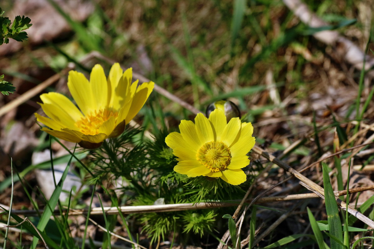 IMG-2016-04-10-00012084p_Bildgr��e �ndern