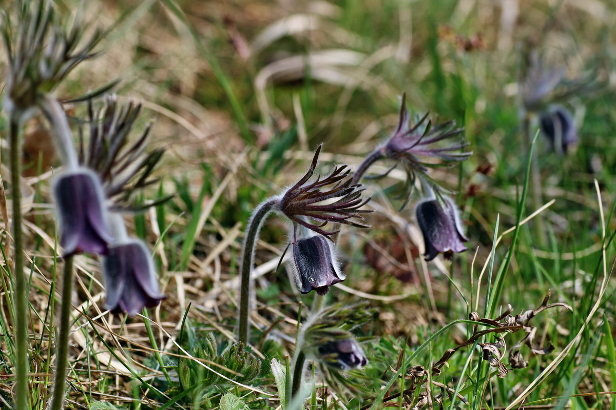 IMG-2016-04-10-00012100p_Bildgr��e �ndern