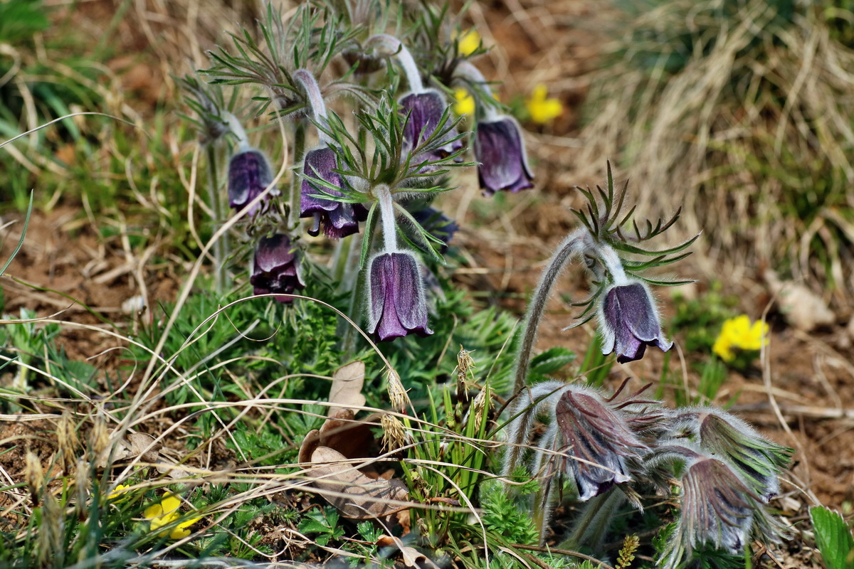 IMG-2016-04-10-00012114p_Bildgr��e �ndern