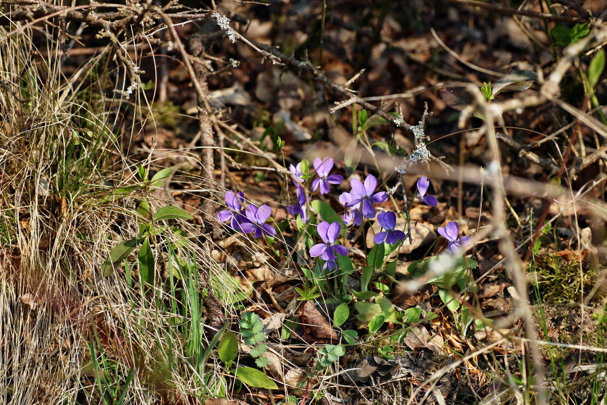 IMG-2016-04-10-00012123p_Bildgr��e �ndern