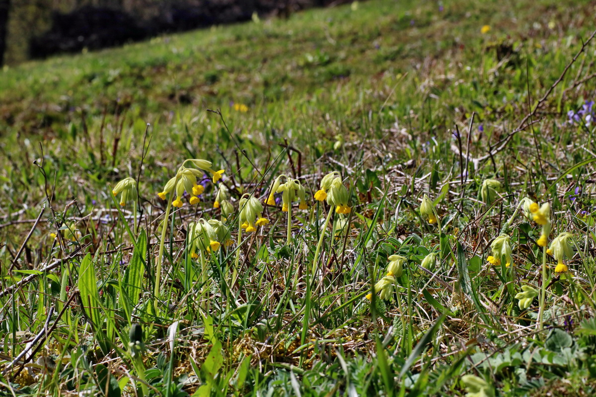 IMG-2016-04-17-00012227p_Bildgr��e �ndern