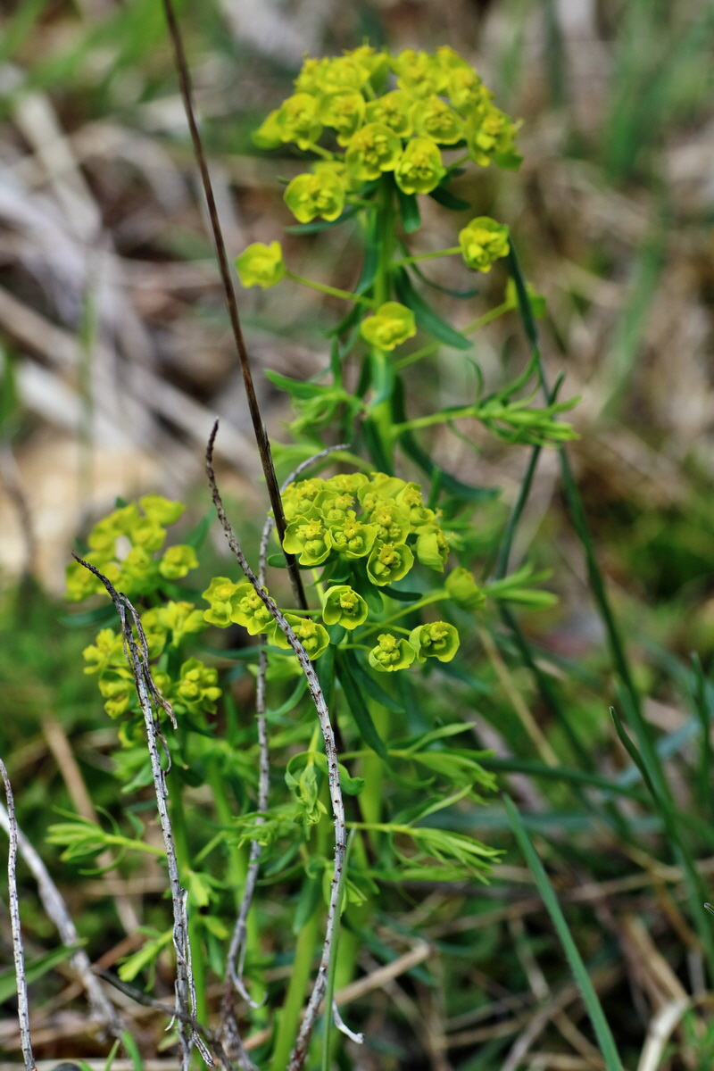 IMG-2016-04-17-00012306p_Bildgr��e �ndern