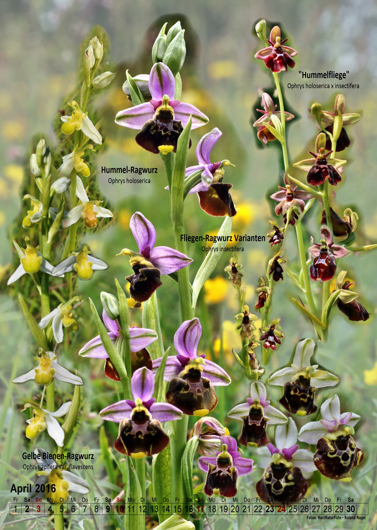 2016-04_Bildgr��e �ndern