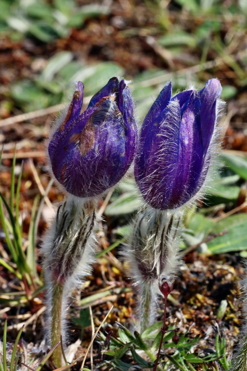 IMG-2016-04-21-00012667p_Bildgr��e �ndern