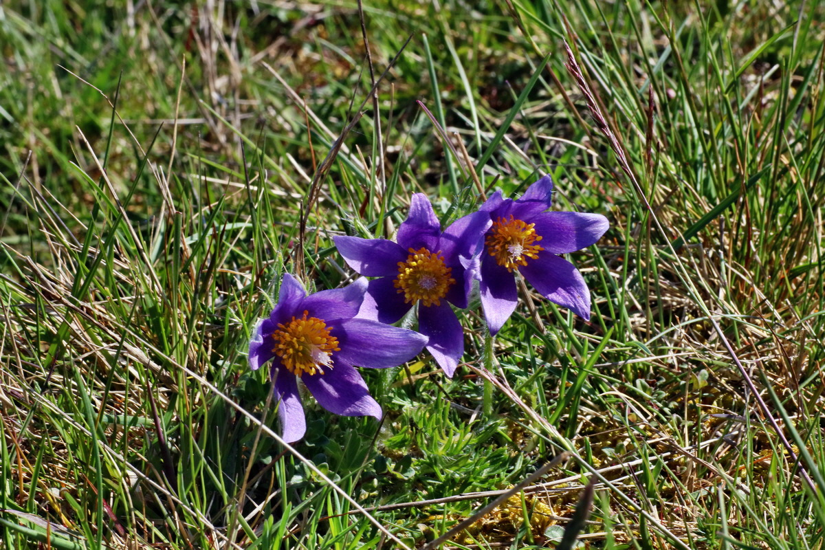 IMG-2016-04-21-00012672p_Bildgr��e �ndern