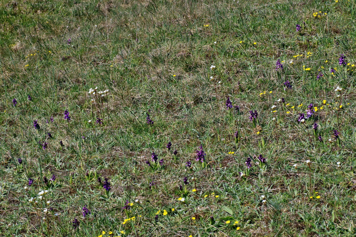 IMG-2016-04-21-00012727p_Bildgr��e �ndern