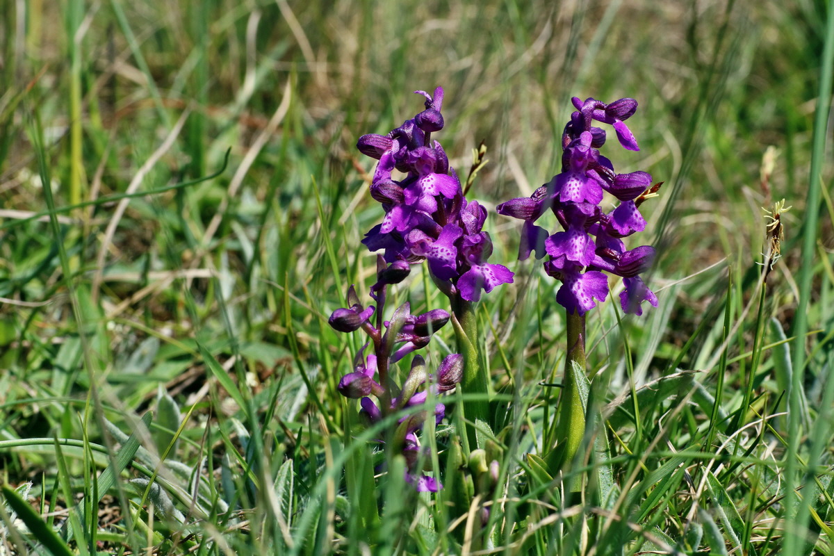 IMG-2016-04-21-00012769p_Bildgr��e �ndern