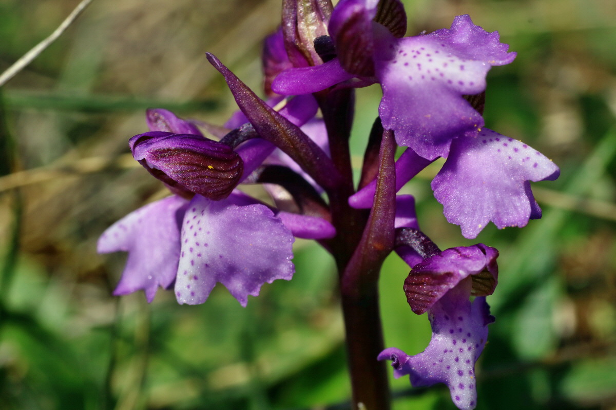 IMG-2016-04-21-00012807p_Bildgr��e �ndern